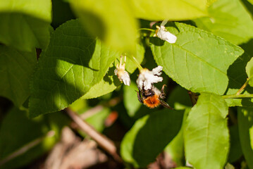 Spring vegetation and revitalization of nature