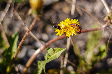 Spring vegetation and revitalization of nature