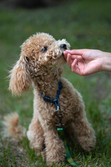 Portrait of a cute caramel mini poodle on a green background. Portrait of a cute caramel mini poodle on a green background. The owner feeds the dog from her hand.