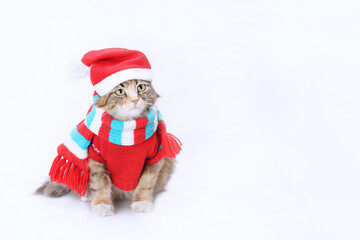 Beautiful Cat in a knitted red scarf and a knitted red sweater. Lovely Kitten dressed in a knitted outfit. Pet care. Clothing for animal. Studio shot of Kitten in festive outfit. Cat in Santa costume 