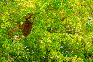 Photo of a bee hive colony on a tree branch