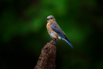 bluebird