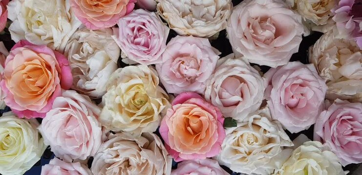 Flat lay background image of fresh roses. Colored fresh pink pastel roses rotating