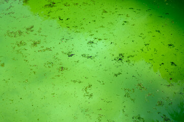 Green pool water with algae and other organic debris