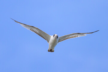 A black-headed gull in flight on the beach