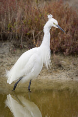 A Little Egret walking in the water looking for food