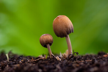 close up of a mushroom