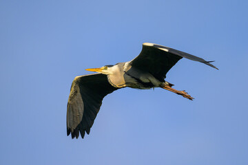 A Grey Heron flying on a sunny morning blue sky