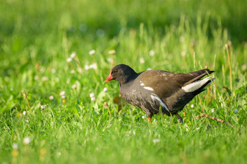 Common moorhen walking on a meadow
