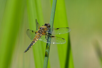 Four spotted chaser sitting on a green plant