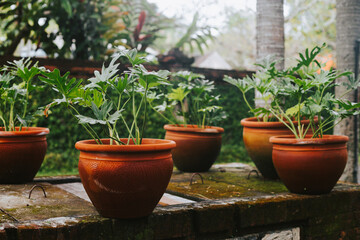Clay flower pots in the garden