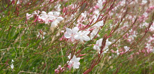Gaura lindheimeri, with white flowers, ornamental summer plant