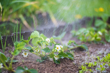 Watering vegetable plants on a plantation in the summer heat. Drops of water irrigate crops. Gardening concept. Agriculture plants growing in bed row