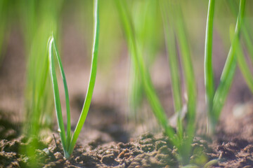 Onion crops planted in soil get ripe under sun. Cultivated land close up with sprout. Agriculture plant growing in bed row. Green natural food crop
