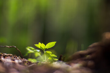 Panoramic background with closeup of forest green plants and grass. Beautiful natural landscape with a blurred background and copyspace