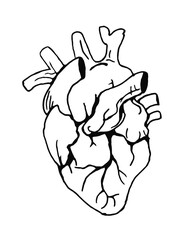 Contour image of a heart on a white background