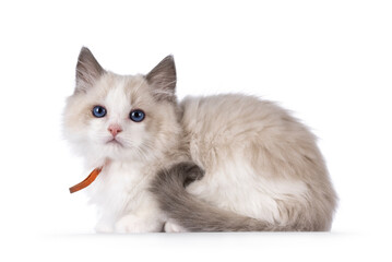 Sweet blue bicolor Ragdoll cat kitten, laying down side ways. Looking towards camera with blue eyes. Isolated on a white background.