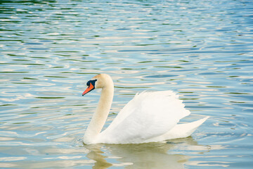 Beautiful white swan on the lake. A bird on the water. A swan swims on the water