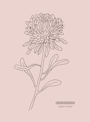Chrysanthemum, line art ,  chrysanthemums,  flowers, sketches ,floral illustration, blossom, botanical drawing , flower	