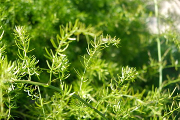 Fern in the roadside. Images beautiful.