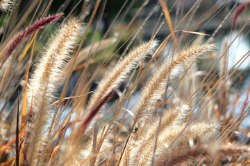 Lesser spear grass roadside. Image beautiful.