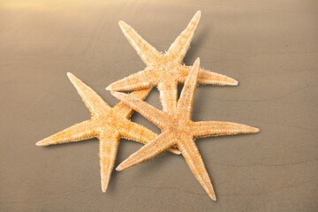 Fototapeta na wymiar Different types of dry starfish on sand