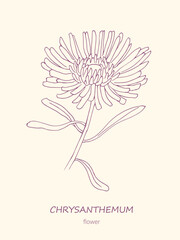Chrysanthemum, line art ,  chrysanthemums,  flowers, sketches ,floral illustration, blossom, botanical drawing , flower	
