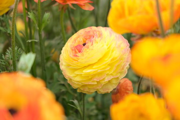 Carnation flower in the garden.