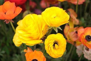 Carnation flower in the garden.