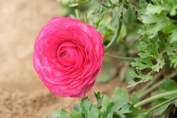 Carnation flower in the garden.