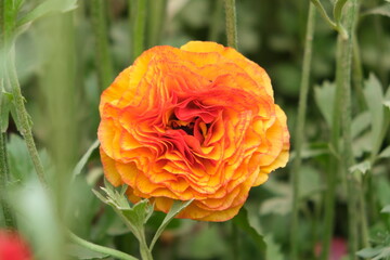 Carnation flower in the garden.