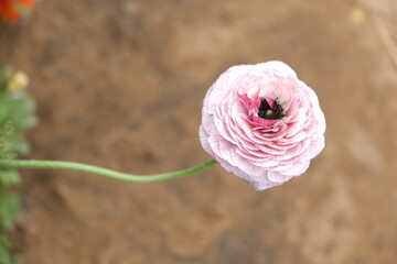 Carnation flower in the garden.