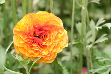 Carnation flower in the garden.
