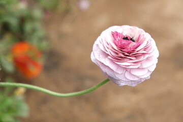 Carnation flower in the garden.