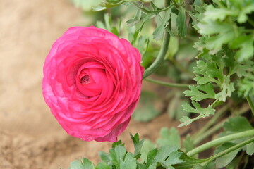 Carnation flower in the garden.