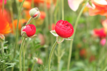 Carnation flower in the garden.