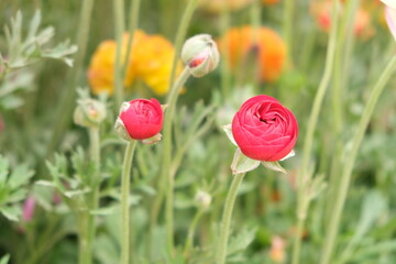 Carnation flower in the garden.