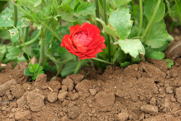 Carnation flower in the garden.