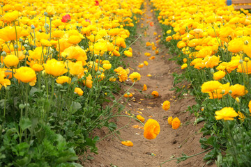 Carnation flower in the garden.