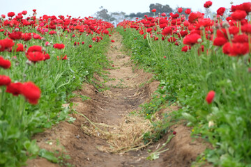 flower in the garden. Image beautiful rose flower.