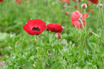 Carnation flower in the garden.