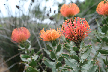 Pincushion protea rotten on the tree. Flower rotten on the tree. Diseases in the plant. Fungal, Aphids, mildew plant, mold.