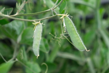 Sweet pea in the garden.