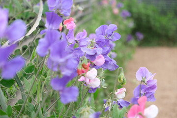 Sweet pea in the garden.