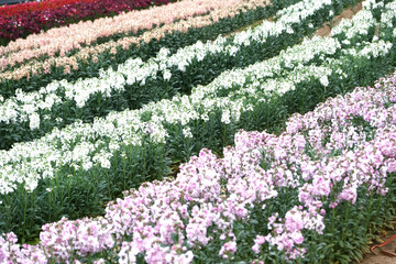 Dianthus in the farm. Flower in the field, in the spring.