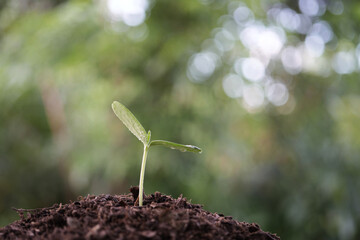 plant sprout growing with dew