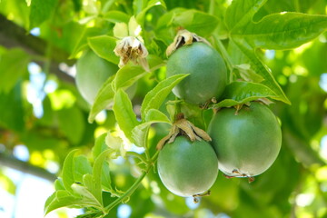 Passion fruits amount leaves on the vine.