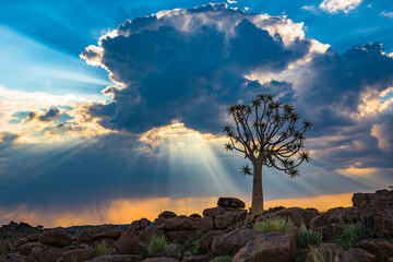 The quiver tree, or aloe dichotoma, Keetmanshoop, Namibia.