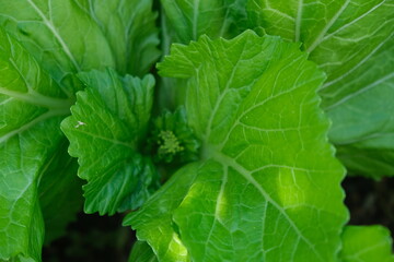 Mustard greens. Images vegetable. Mustard greens in the garden .