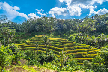 Tegallalang Rice Terrace in Bali, Indonesia.